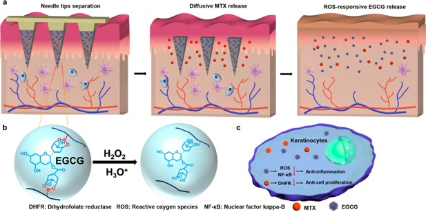 2023-ACS nano.jpg